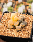 Haworthia 'Mordor' variegated | One & Only | A - Vivid Root