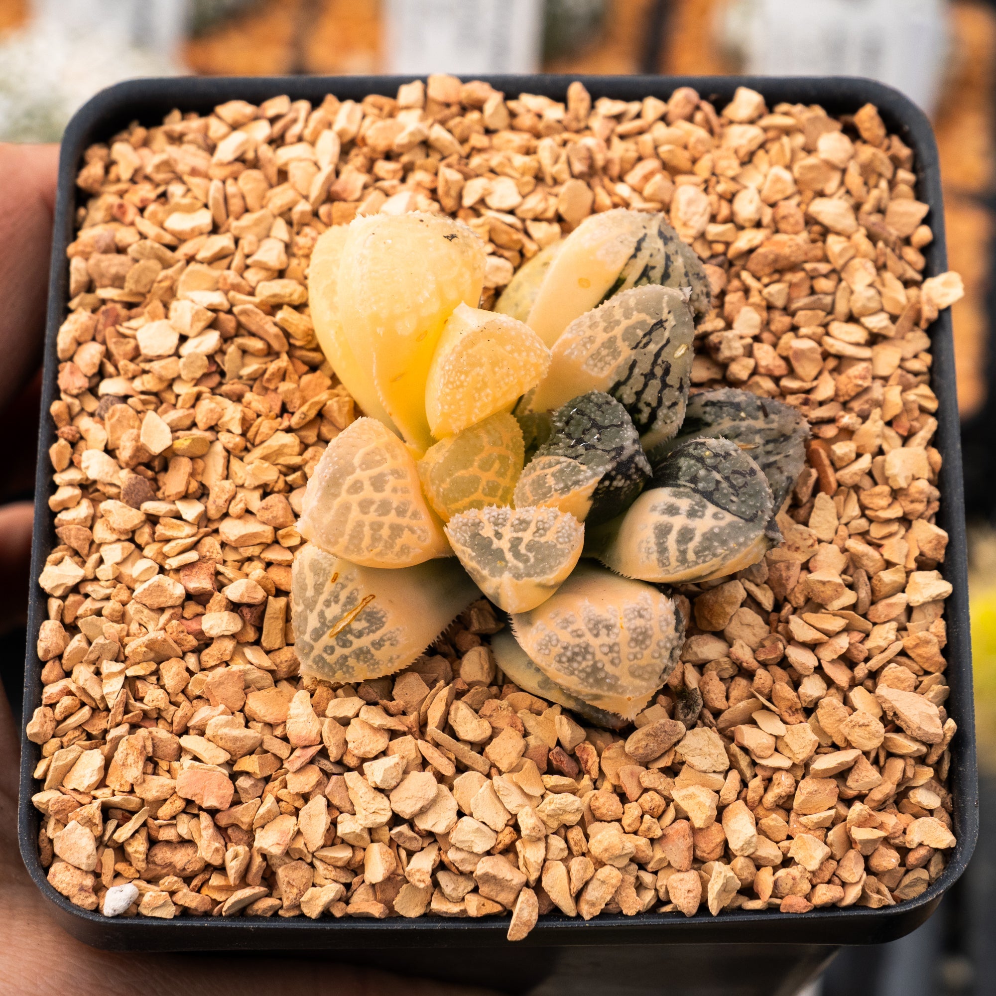 Haworthia 'Mordor' variegated | One & Only | A - Vivid Root