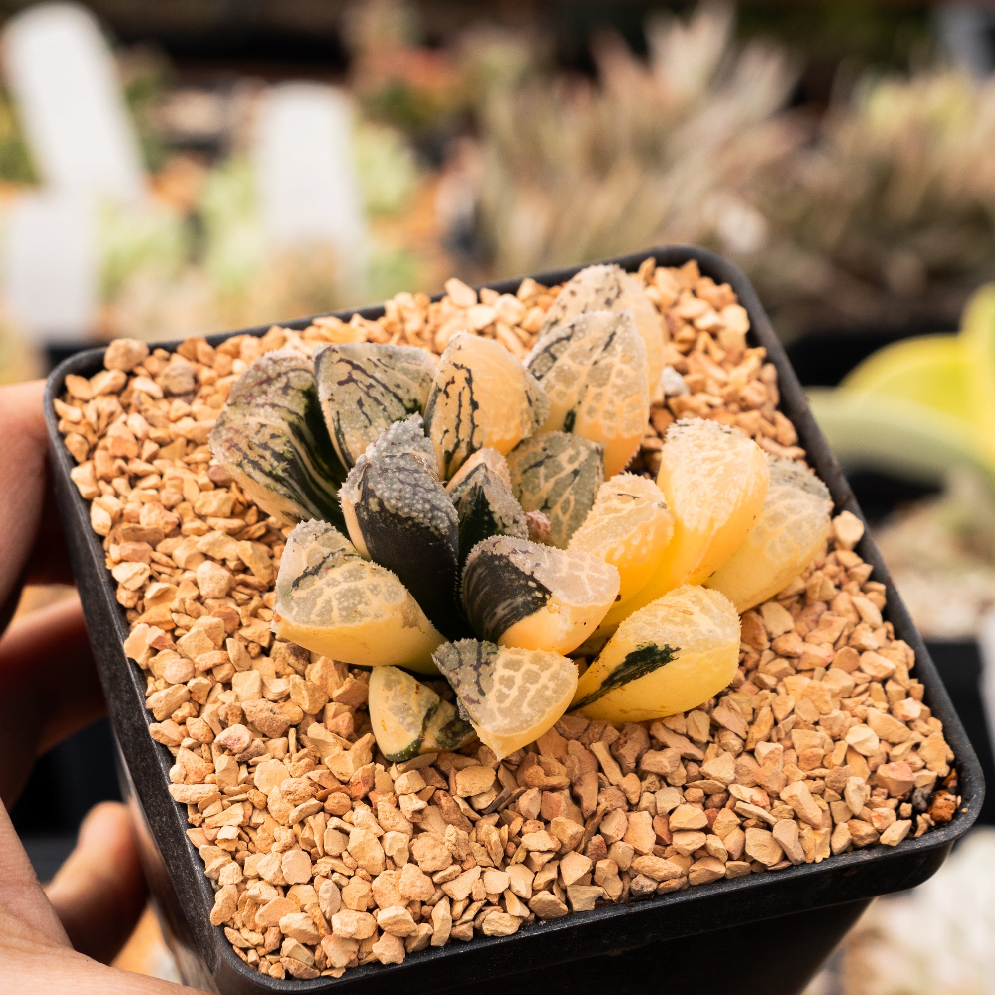 Haworthia 'Mordor' variegated | One & Only | B - Vivid Root