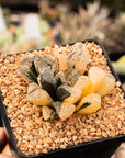 Haworthia 'Mordor' variegated | One & Only | B - Vivid Root
