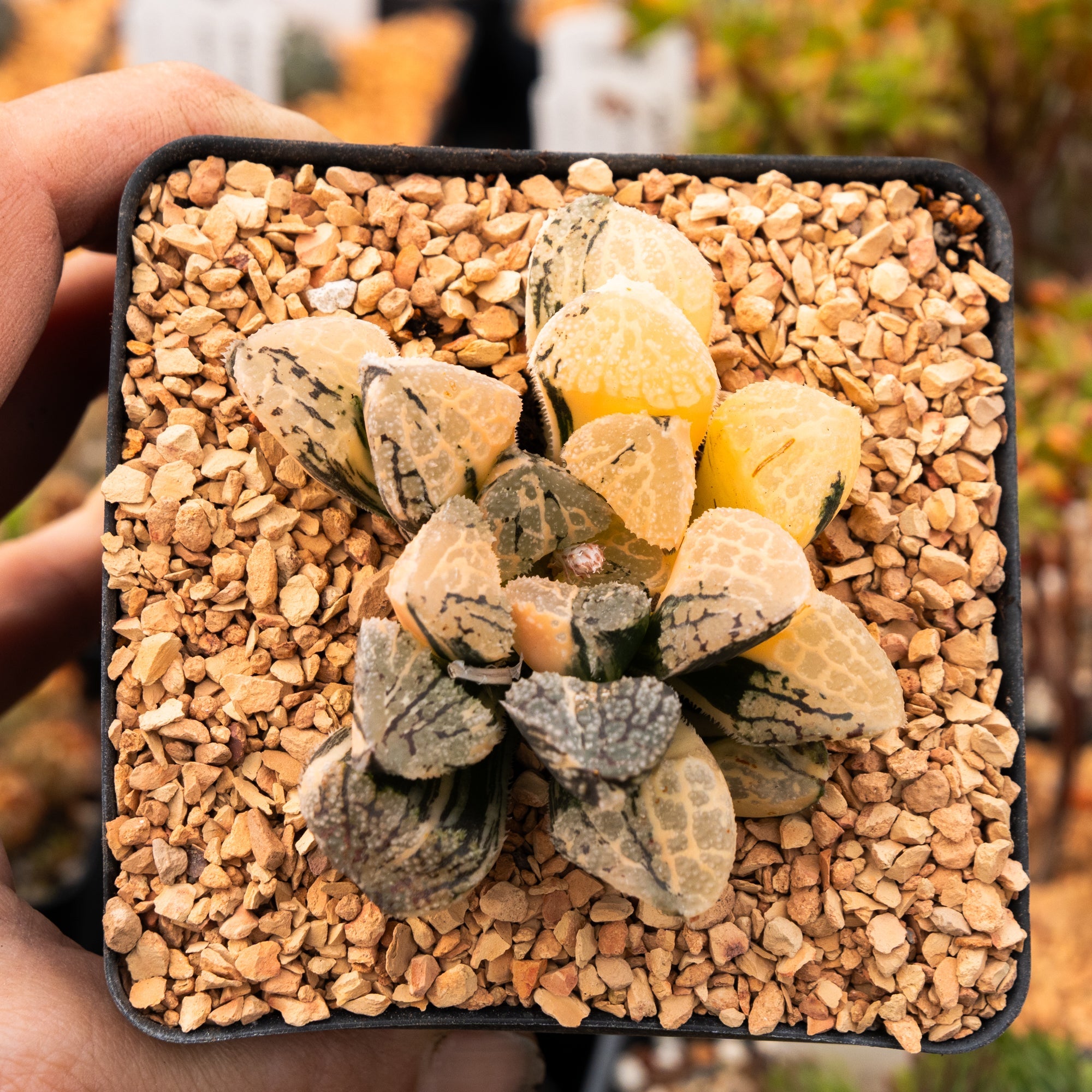 Haworthia 'Mordor' variegated | One & Only | B - Vivid Root