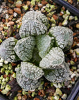 Haworthia 'Mordor' variegated | One & Only | C - Vivid Root