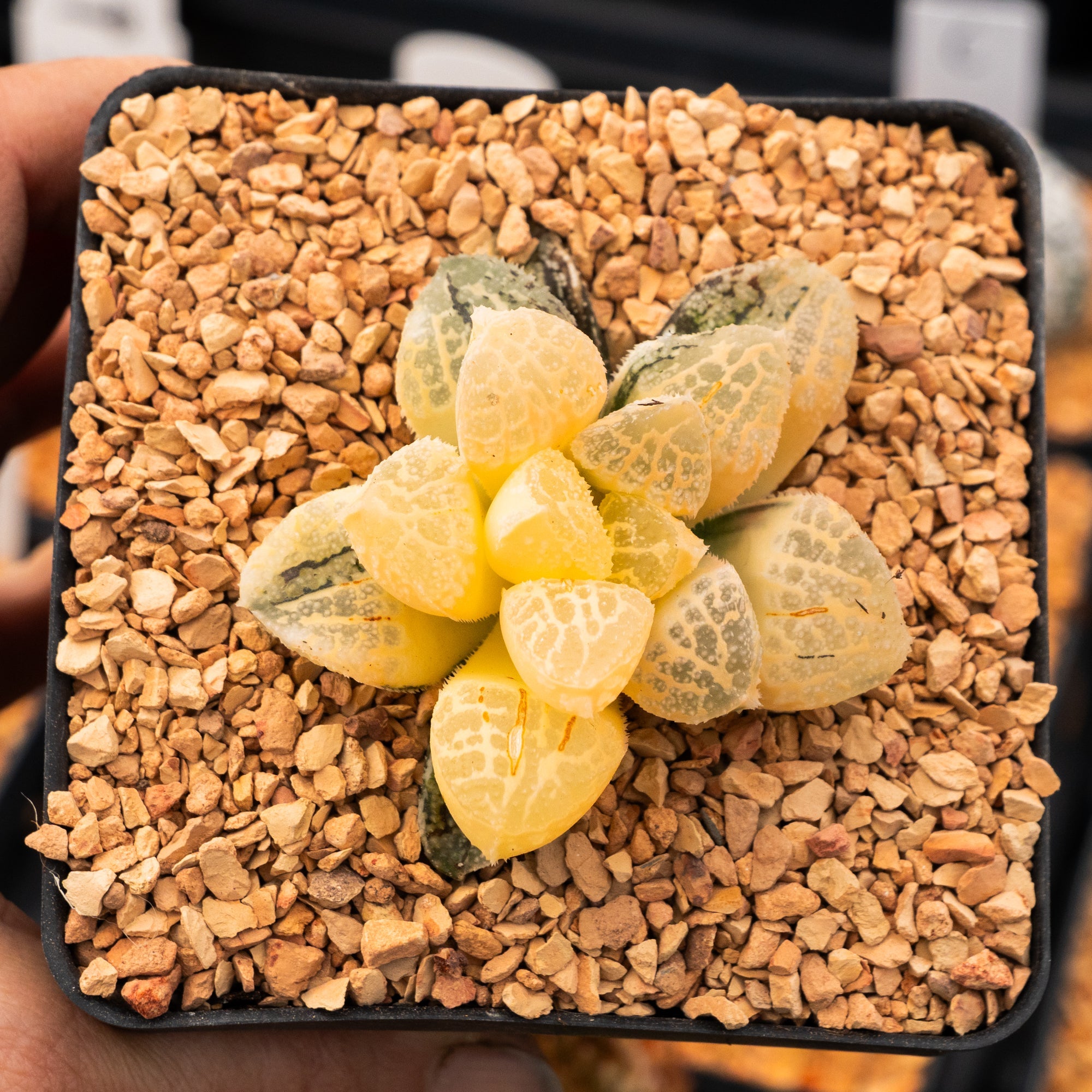 Haworthia 'Mordor' variegated | One & Only | C - Vivid Root