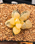Haworthia 'Mordor' variegated | One & Only | C - Vivid Root