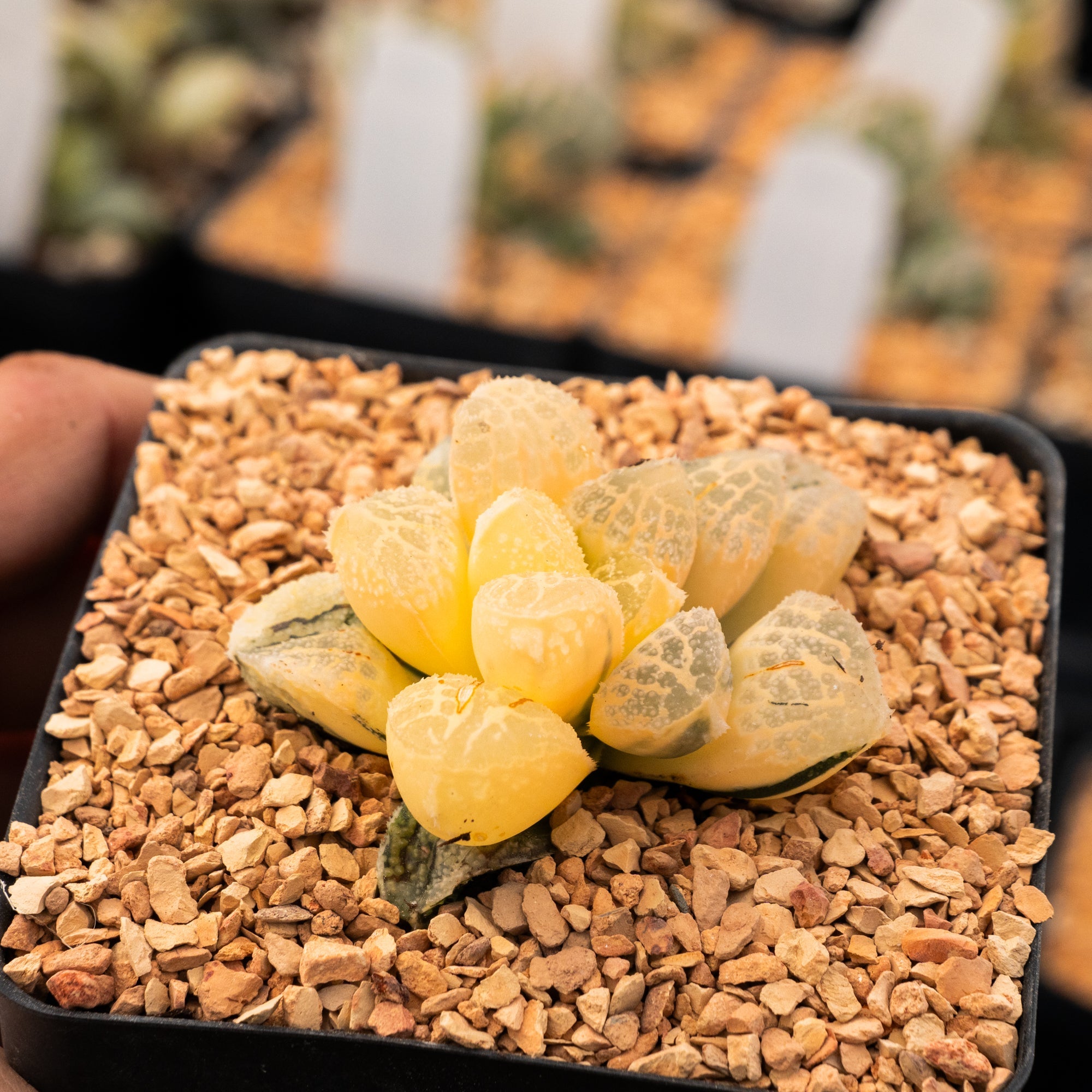 Haworthia 'Mordor' variegated | One & Only | C - Vivid Root