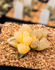 Haworthia 'Mordor' variegated | One & Only | C - Vivid Root