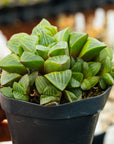 Haworthia mutica - Vivid Root