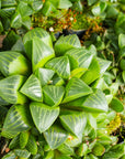 Haworthia mutica - Vivid Root
