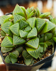 Haworthia mutica - Vivid Root