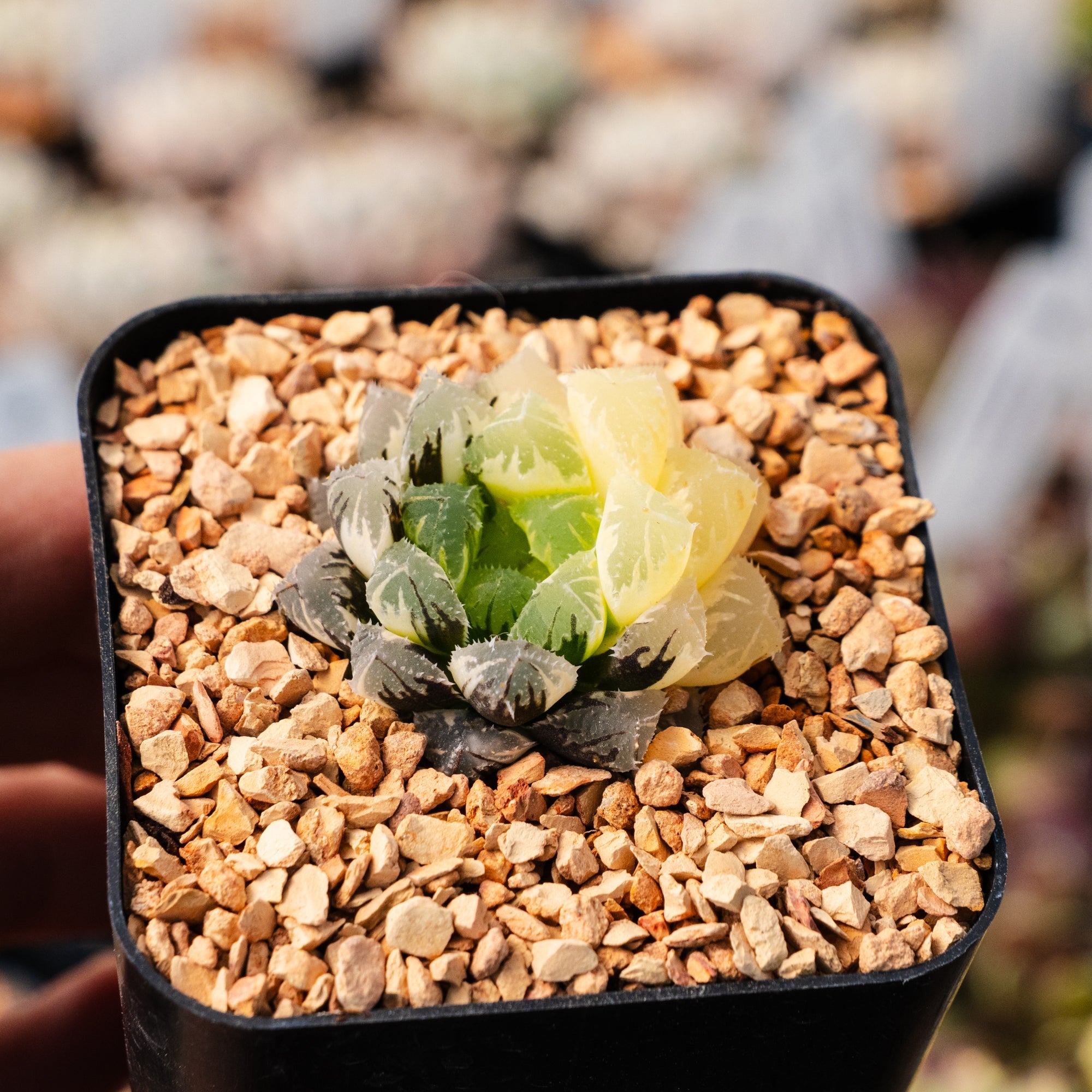 Haworthia 'Red Stone' variegated | One & Only | A - Vivid Root