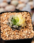 Haworthia 'Red Stone' variegated | One & Only | A - Vivid Root