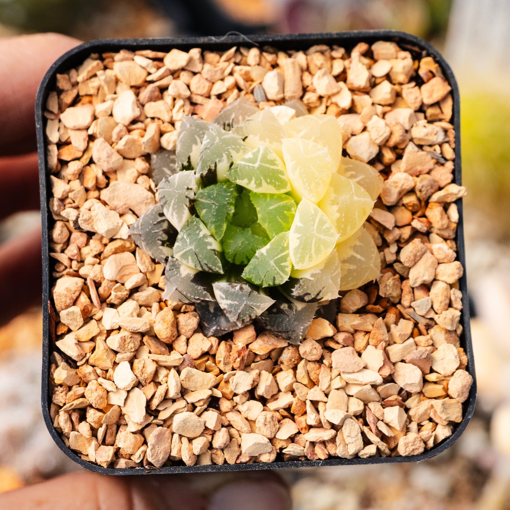 Haworthia 'Red Stone' variegated | One & Only | A - Vivid Root