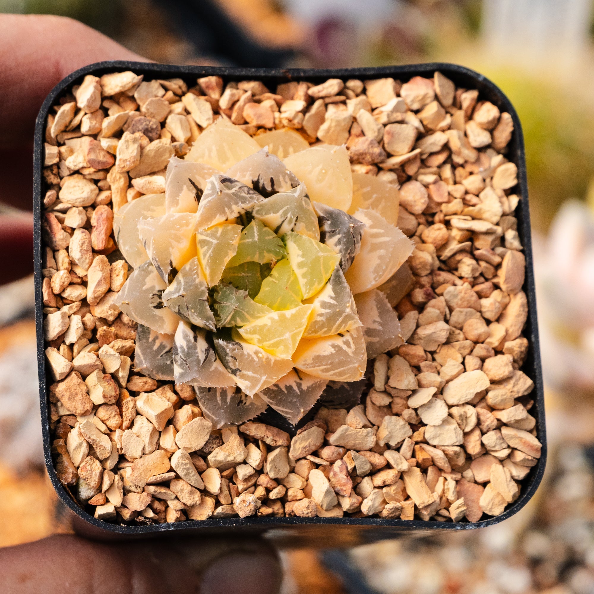 Haworthia 'Red Stone' variegated | One & Only | B - Vivid Root