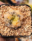 Haworthia 'Red Stone' variegated | One & Only | B - Vivid Root