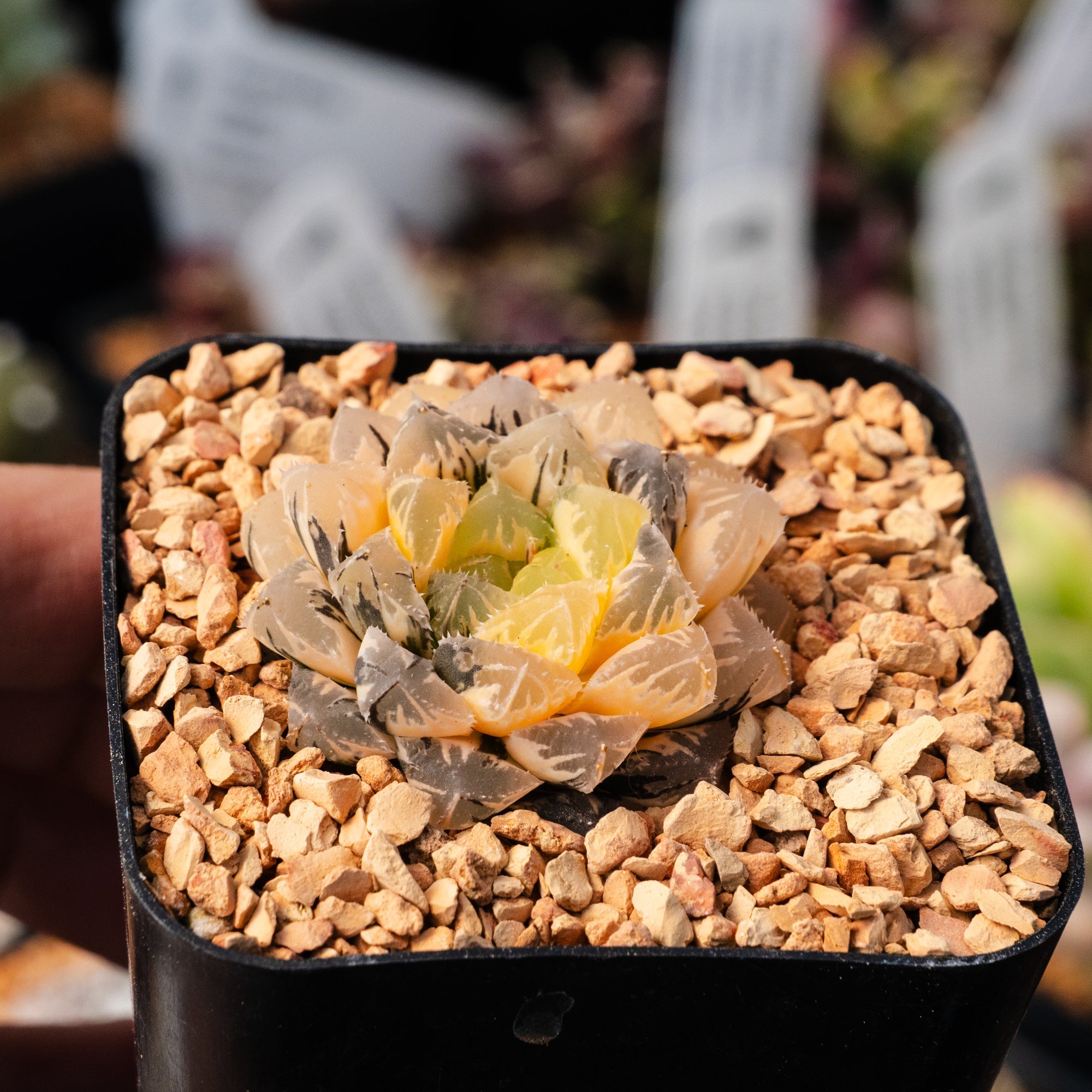 Haworthia 'Red Stone' variegated | One & Only | B - Vivid Root