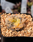 Haworthia 'Red Stone' variegated | One & Only | B - Vivid Root