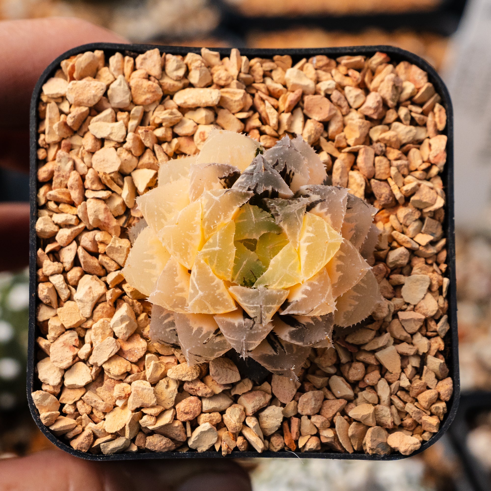 Haworthia 'Red Stone' variegated | One & Only | C - Vivid Root