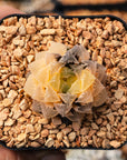 Haworthia 'Red Stone' variegated | One & Only | C - Vivid Root