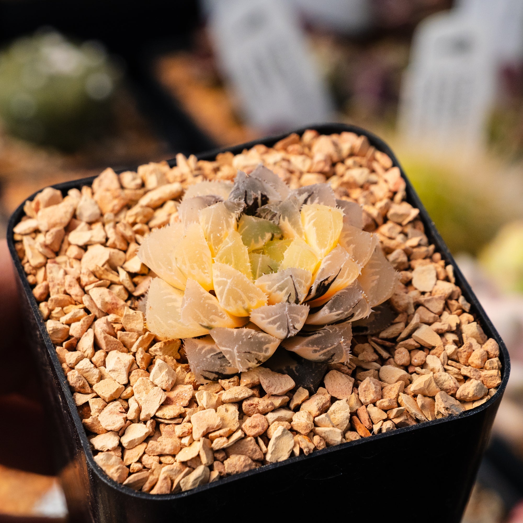 Haworthia 'Red Stone' variegated | One & Only | C - Vivid Root