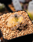 Haworthia 'Red Stone' variegated | One & Only | C - Vivid Root