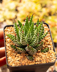Haworthia reinwardtii f. chalumnensis - Vivid Root