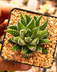 Haworthia reinwardtii f. chalumnensis - Vivid Root