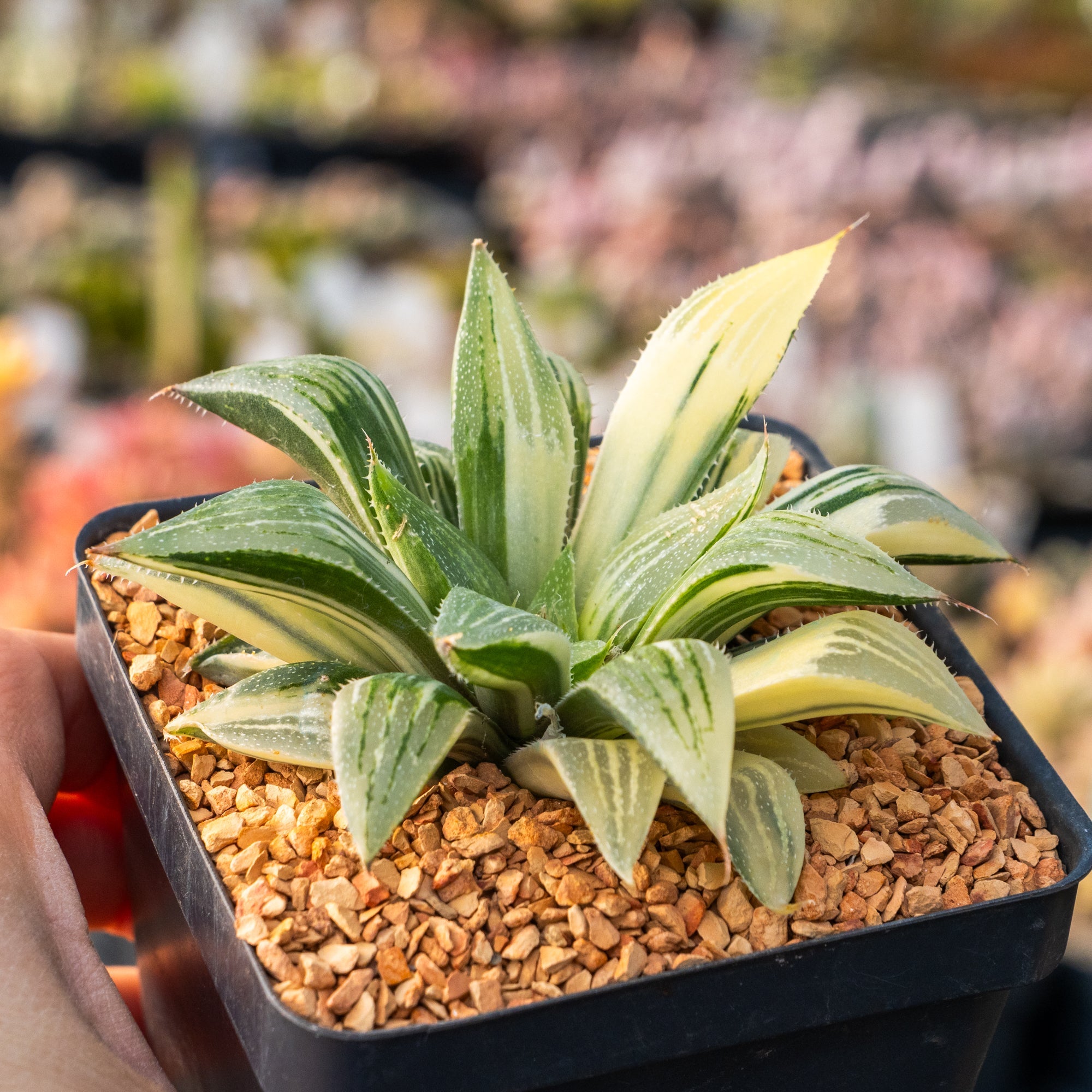 Haworthia 'Shark' variegated - Vivid Root