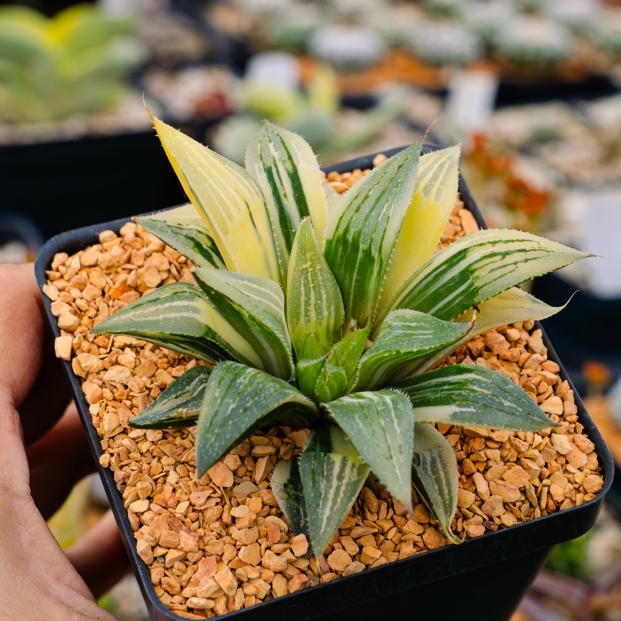 Haworthia 'Shark' variegated - Vivid Root
