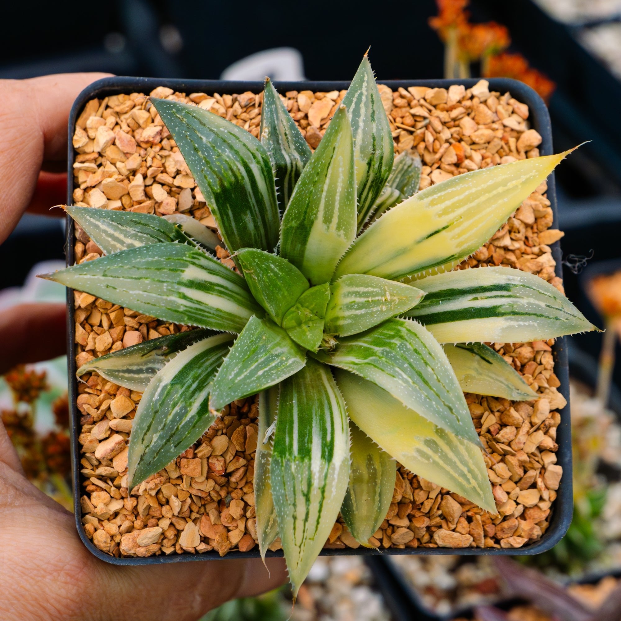 Haworthia 'Shark' variegated - Vivid Root