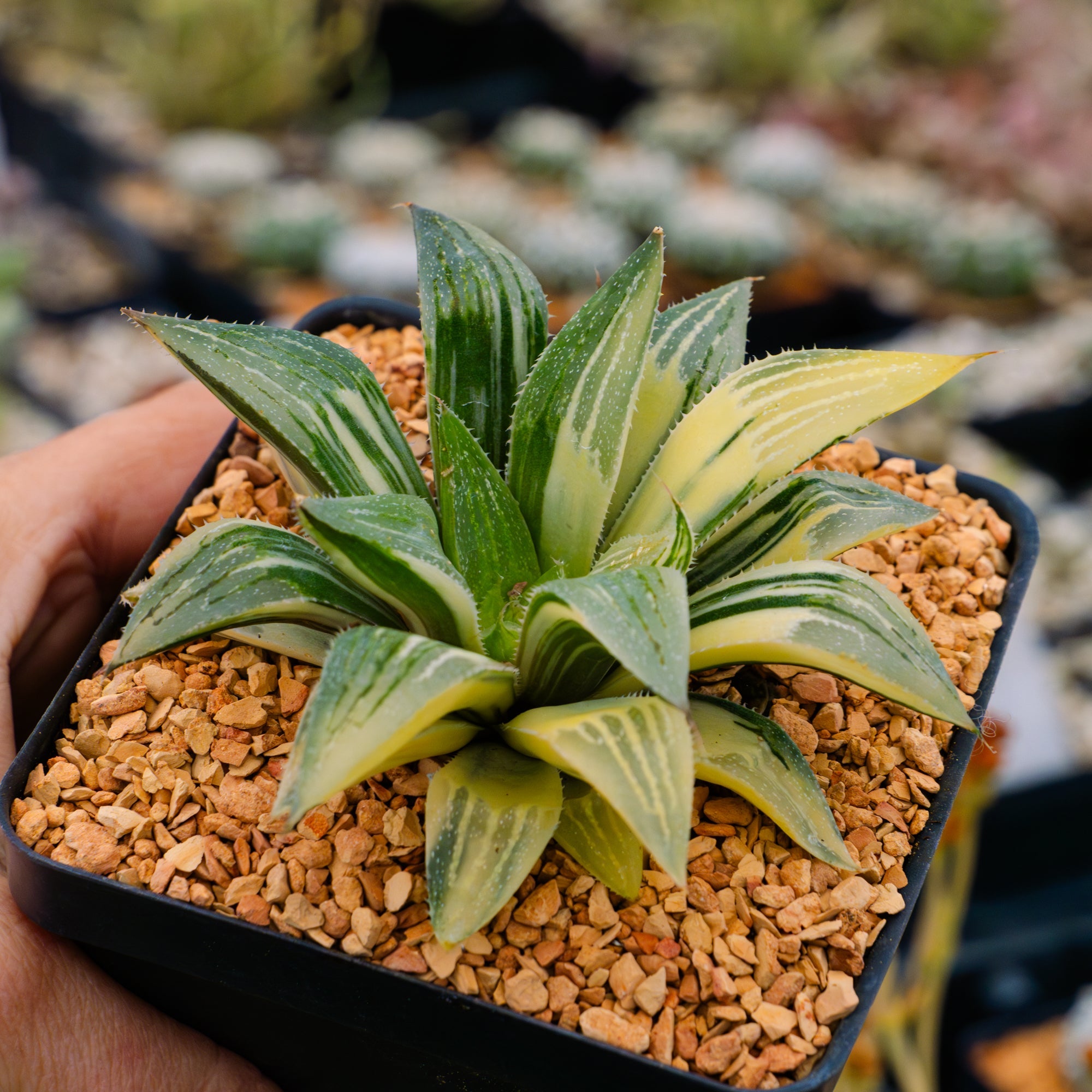 Haworthia 'Shark' variegated - Vivid Root