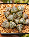 Haworthia 'Snow Scene' - Vivid Root