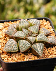Haworthia 'Snow Scene' - Vivid Root