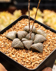 Haworthia splendens - Vivid Root