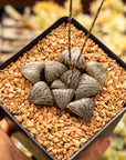 Haworthia splendens - Vivid Root