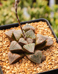 Haworthia splendens 'Aries' - Vivid Root
