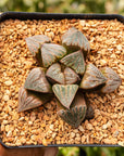 Haworthia splendens 'Aries' - Vivid Root
