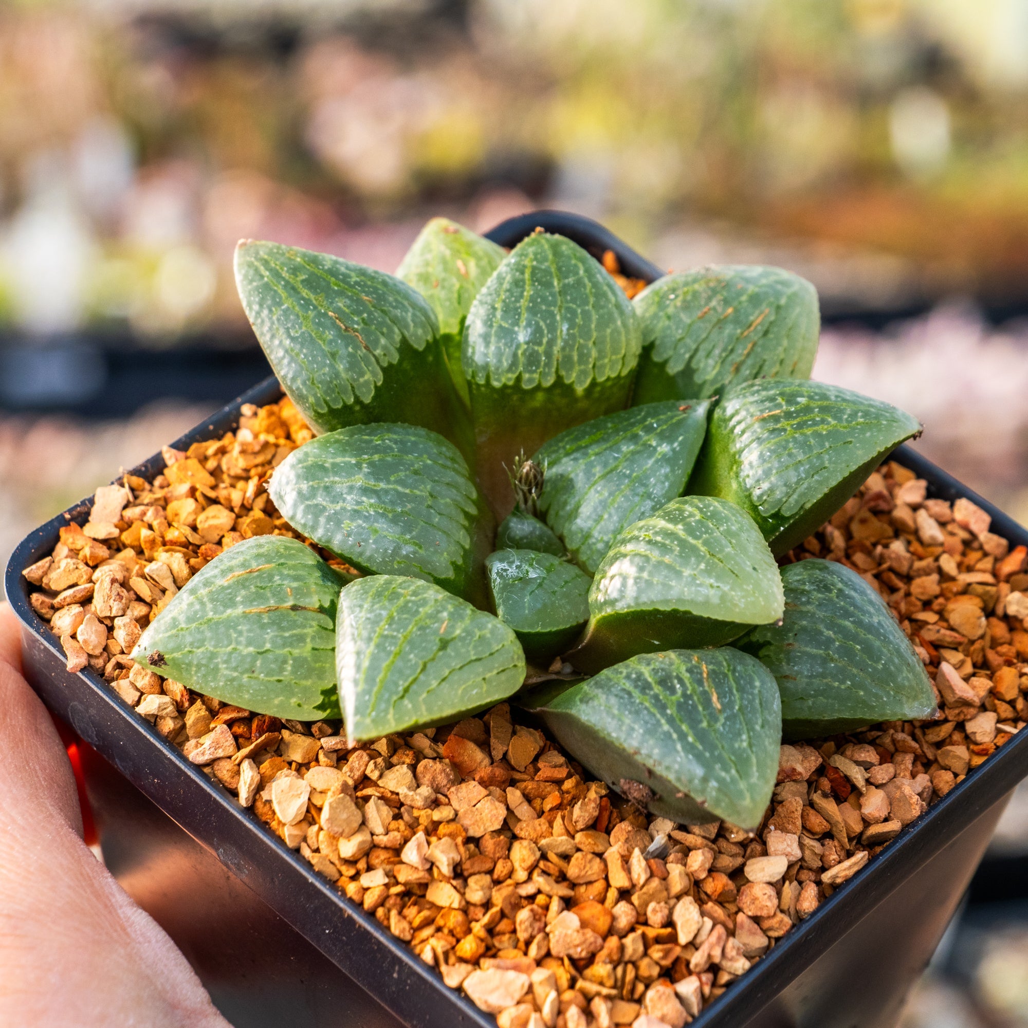 Haworthia springbokvlakensis cv 'Green Finger' - Vivid Root
