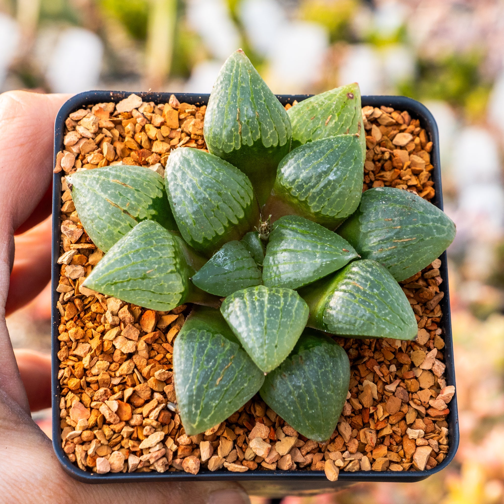 Haworthia springbokvlakensis cv 'Green Finger' - Vivid Root