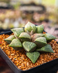 Haworthia 'Taoyuan' - Vivid Root