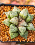 Haworthia 'Taoyuan' - Vivid Root