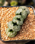 Haworthia truncata 'Black Woutera' - Vivid Root
