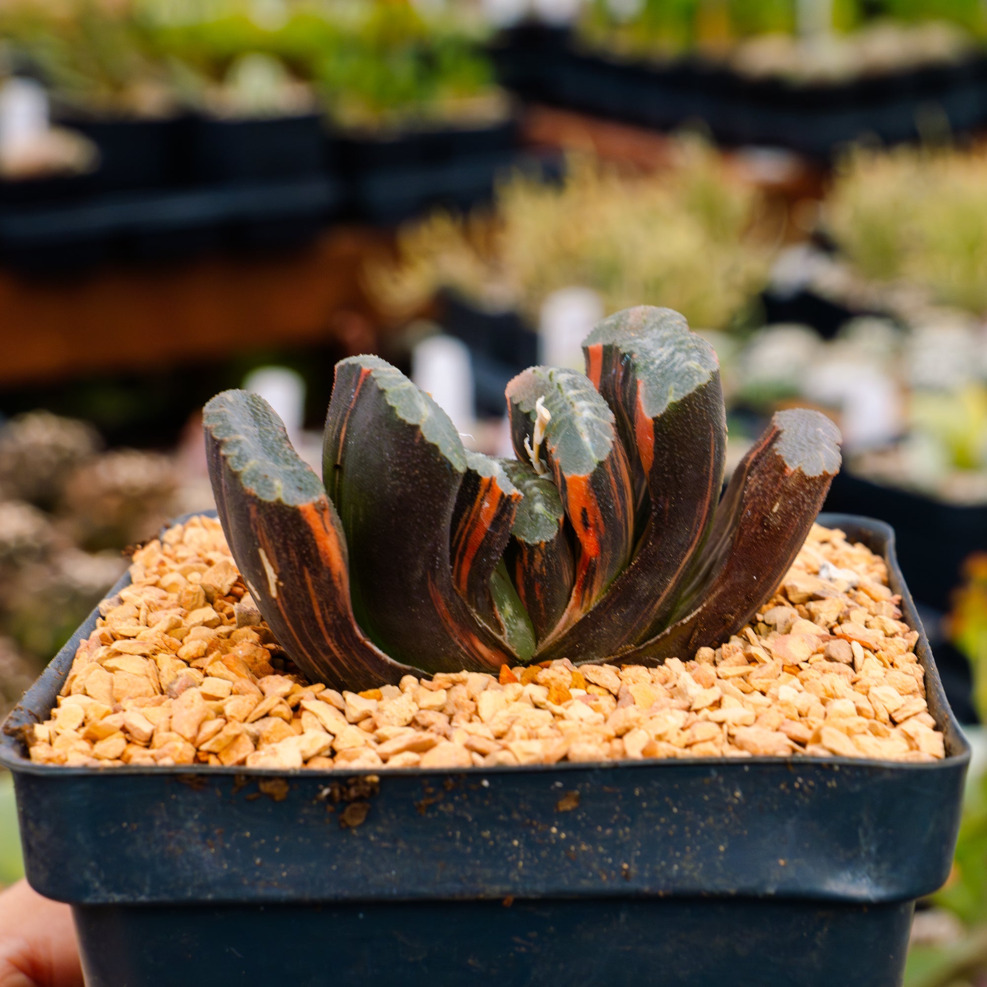 Haworthia truncata 'fuji' variegated | One & Only | A - Vivid Root