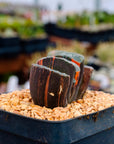 Haworthia truncata 'fuji' variegated | One & Only | A - Vivid Root
