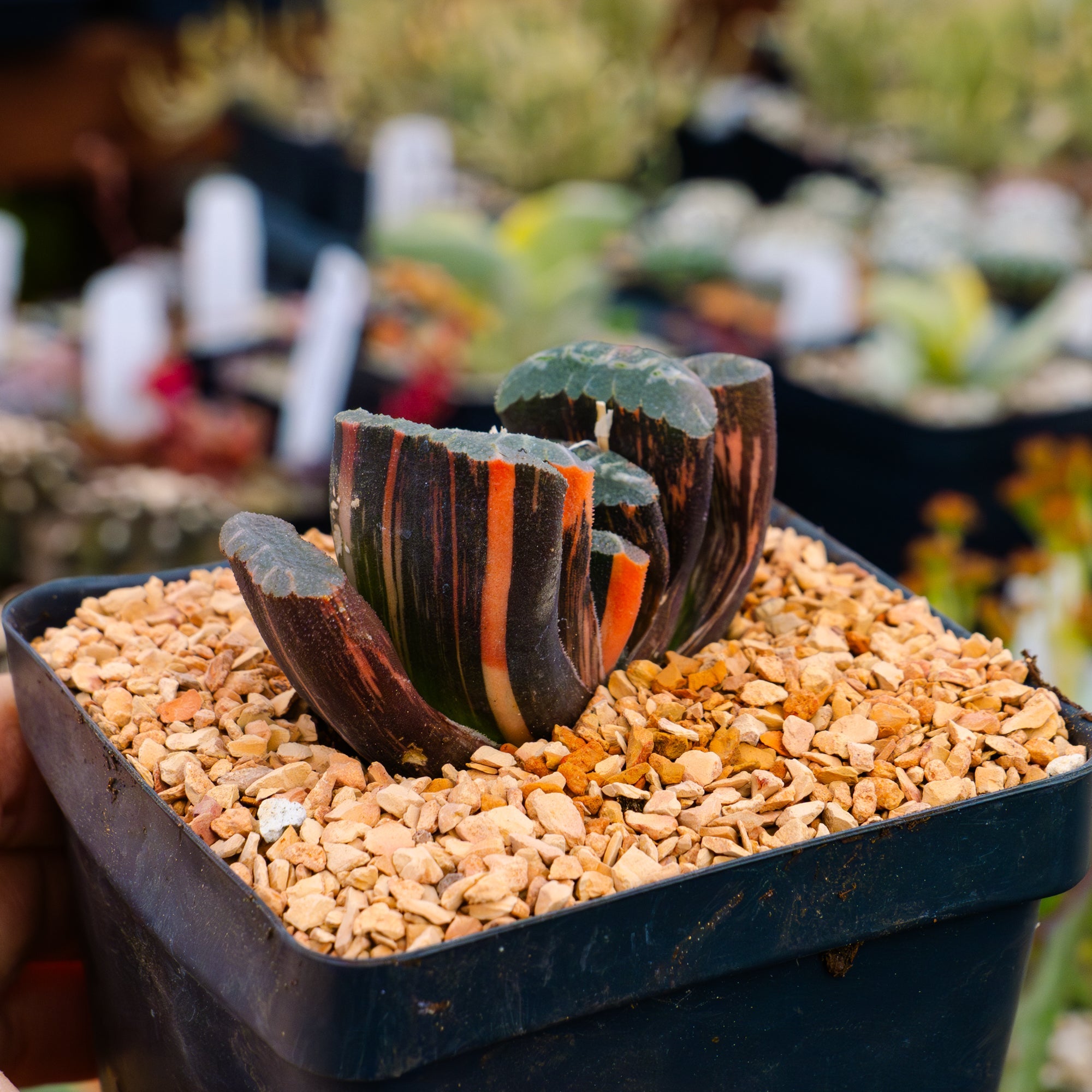 Haworthia truncata 'fuji' variegated | One & Only | A - Vivid Root