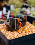 Haworthia truncata 'fuji' variegated | One & Only | A - Vivid Root