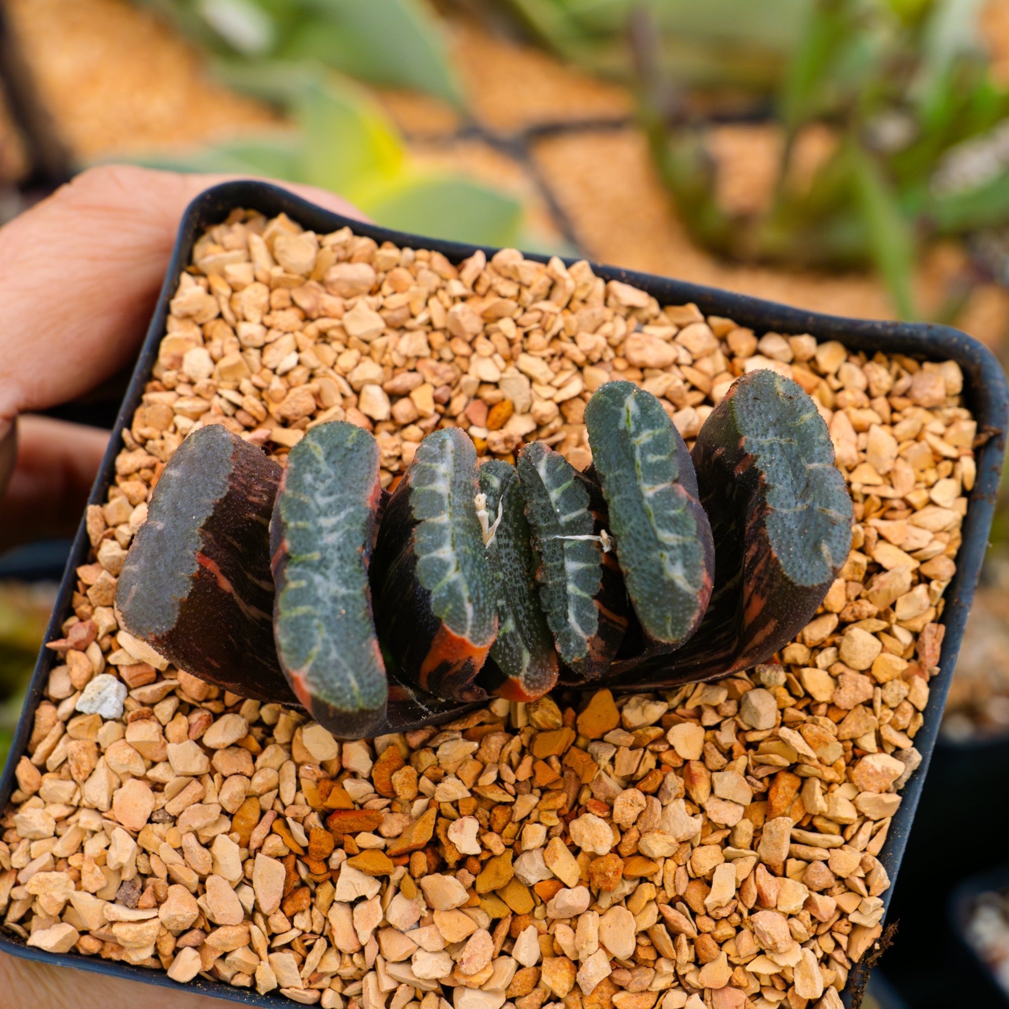 Haworthia truncata 'fuji' variegated | One & Only | A - Vivid Root
