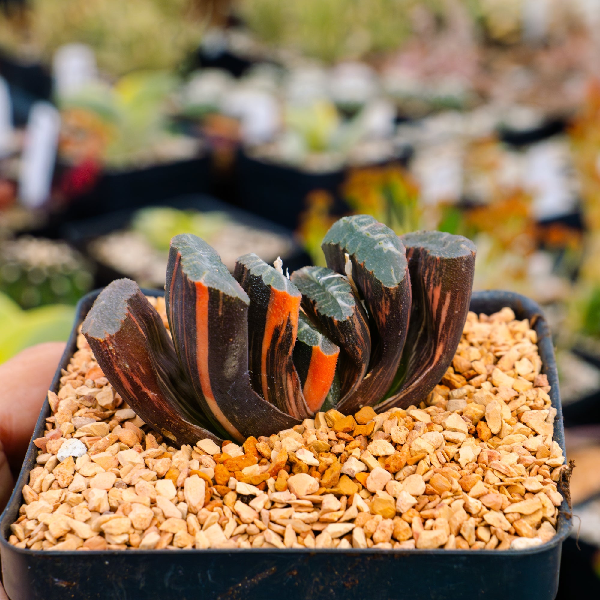 Haworthia truncata 'fuji' variegated | One & Only | A - Vivid Root