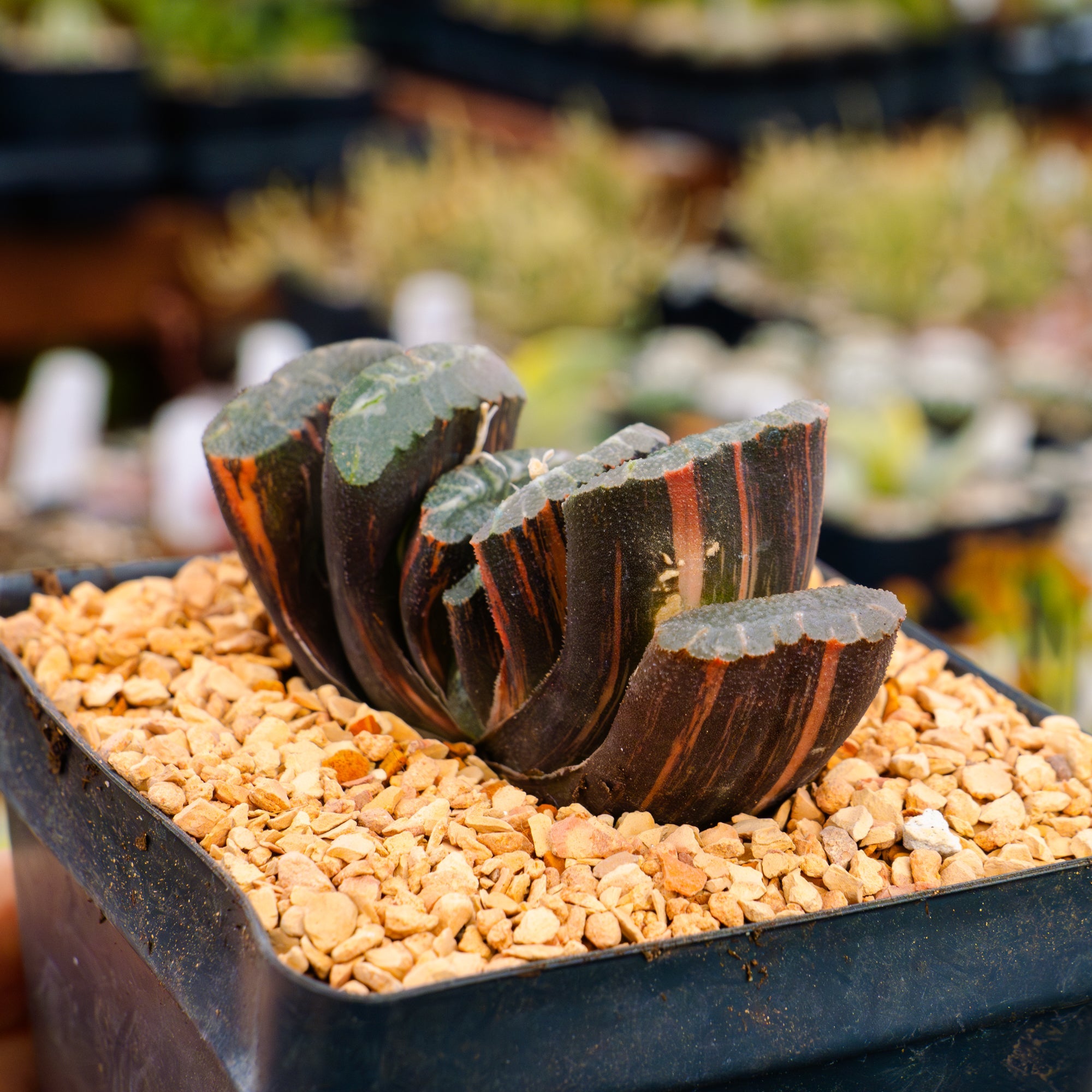 Haworthia truncata 'fuji' variegated | One & Only | A - Vivid Root