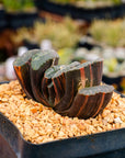 Haworthia truncata 'fuji' variegated | One & Only | A - Vivid Root