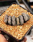 Haworthia truncata 'Fundamental' - Vivid Root